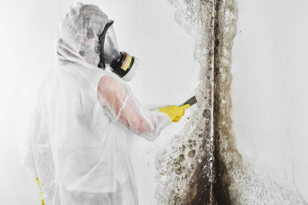 Office Mold Removal Services in Carrollton, TX