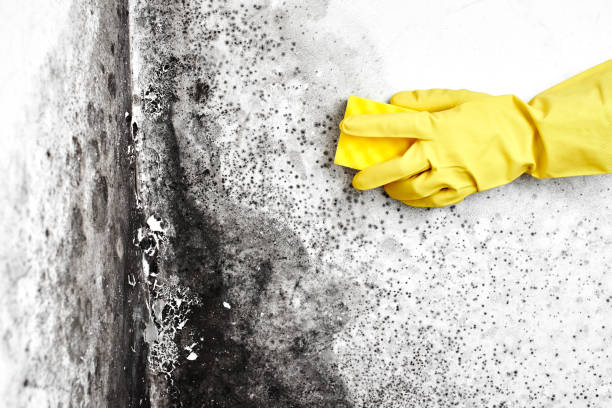 Best Toxic Mold Removal  in Carrollton, TX