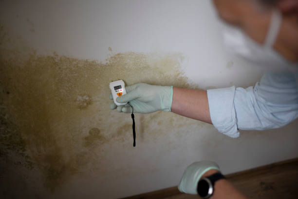 Best Professional Mold Removal  in Carrollton, TX