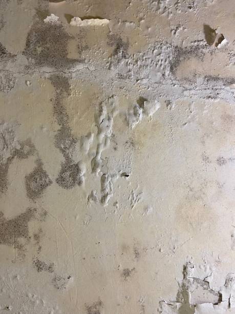 Best Crawl Space Mold Removal  in Carrollton, TX