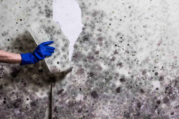Best Office Mold Removal Services  in Carrollton, TX