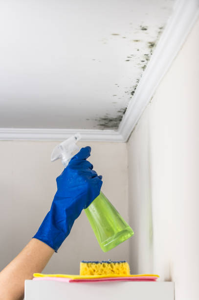 Best Attic Mold Removal  in Carrollton, TX