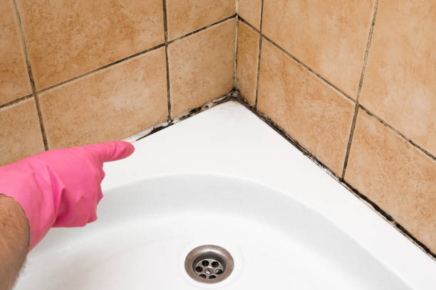 Best Mold Removal Company Near Me  in Carrollton, TX