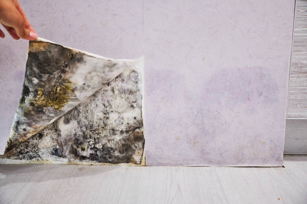 Best Mold Testing  in Carrollton, TX